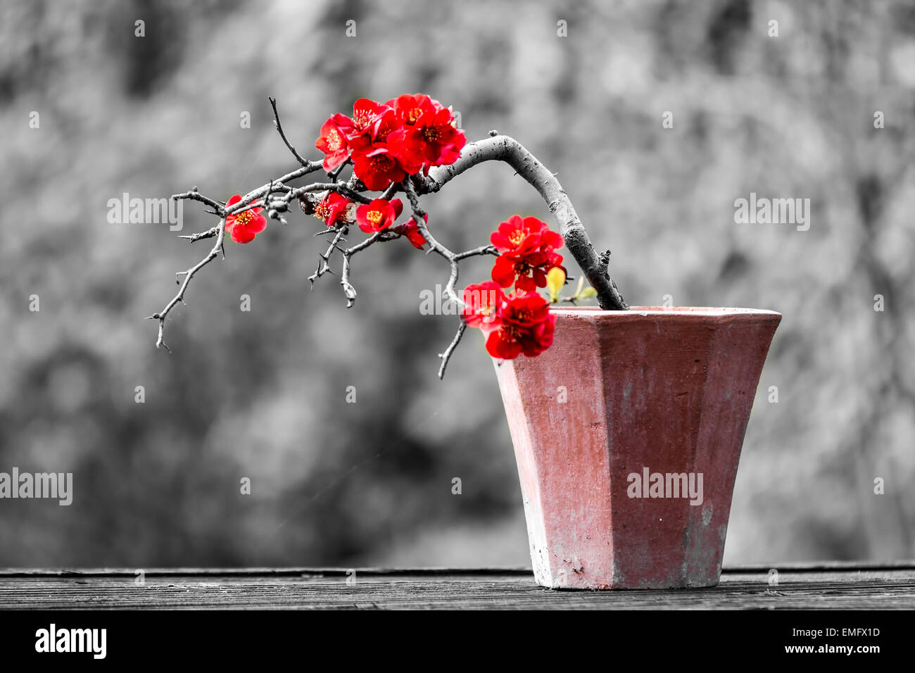 Blhende Quitte-Bonsai-Baum, wissenschaftlicher Name Chaenomeles Speciosa  ist in Asien in Japan, China und Korea heimisch. T Stockfotografie - Alamy