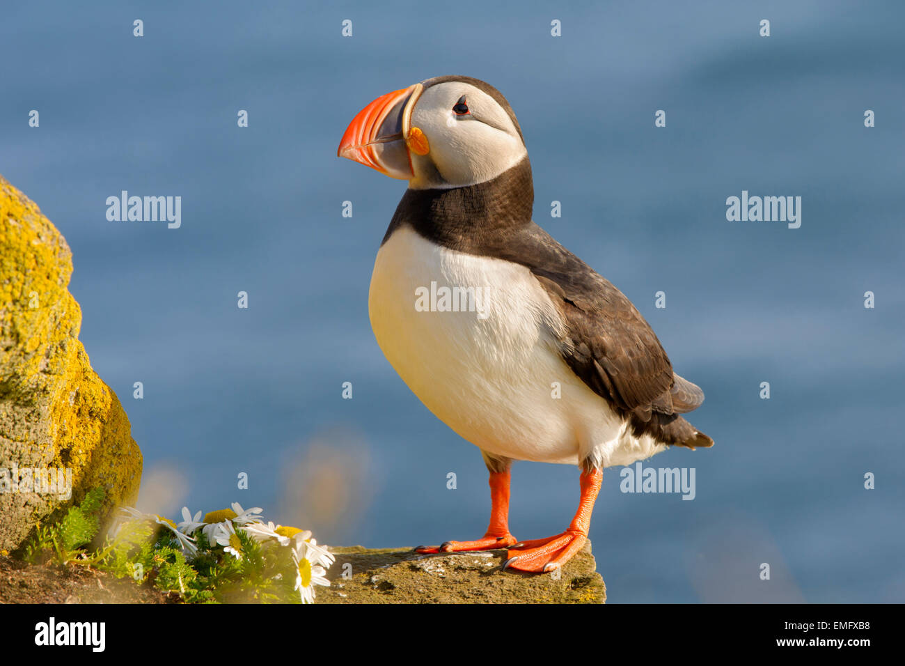 Papageitaucher (Fratercula Arctica) thront auf den Klippen und Felsen mit Rasen, Island Stockfoto