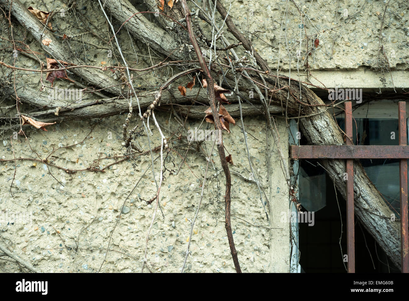 Fragment von Wand und Fenster des verlassenen Hauses mit großen Efeu Zweig durch metallische Gitter Stockfoto