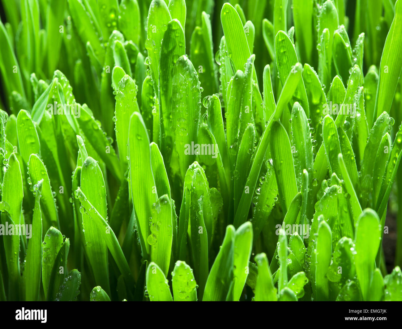 Frischen grünen Rasen. Natur-Hintergrund. Stockfoto