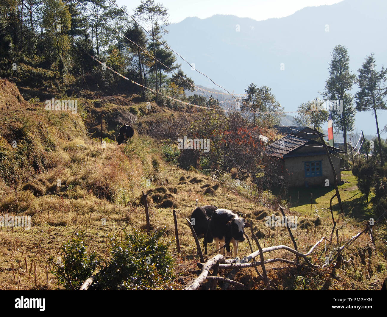 Subsistenzwirtschaft Rinder Kleinfarm Lukla Nepal Asien Stockfoto