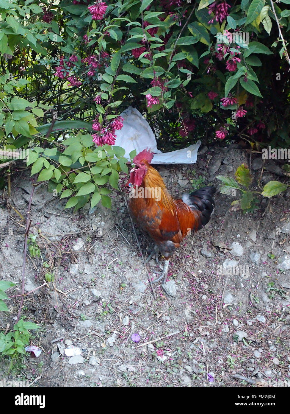 Freilandhaltung Henne Gehöft Bauernhof Lukla Nepal Asien Stockfoto