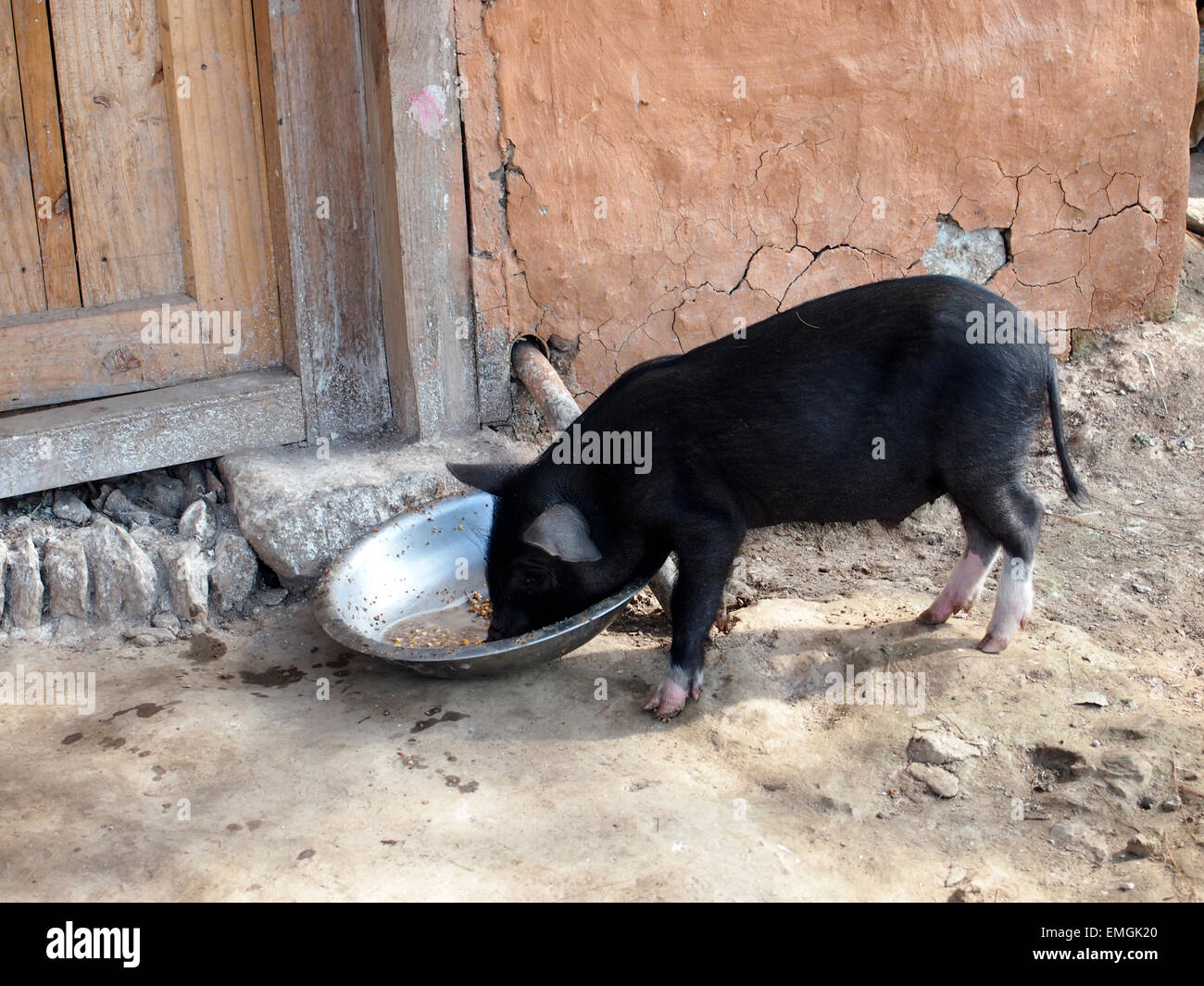 Bauernhof Familie Schwein essen Lukla Nepal Asien Stockfoto