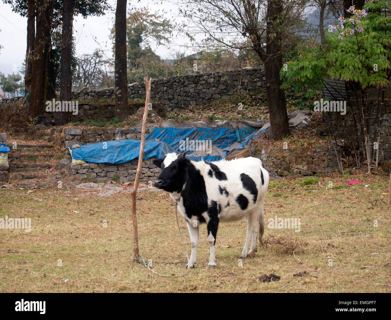 Kleinfarm Landwirtschaft Familie Kuh Milch Lukla Nepal Asien Stockfoto