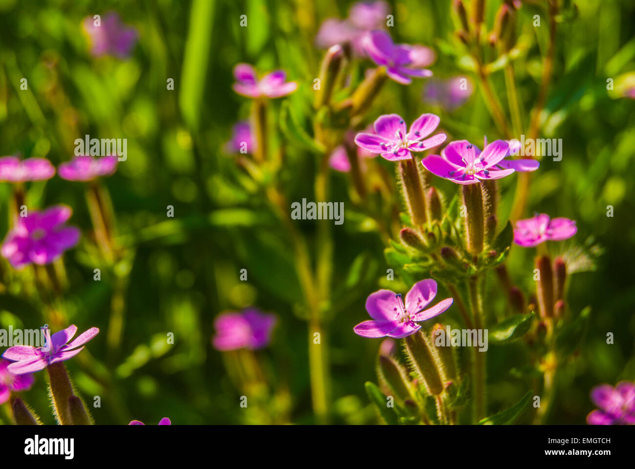Rosa blühende Wiesenblumen (Phlox Douglasii) Stockfoto