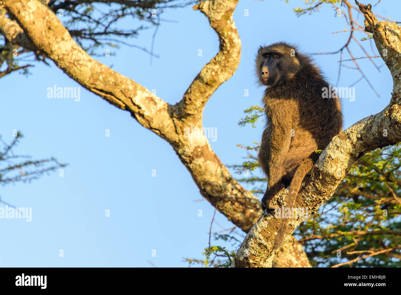 Papionini Cercopithecidae Primas Pavian am oberen Rand der Struktur im Serengeti Nationalpark, Tansania, Afrika. Stockfoto