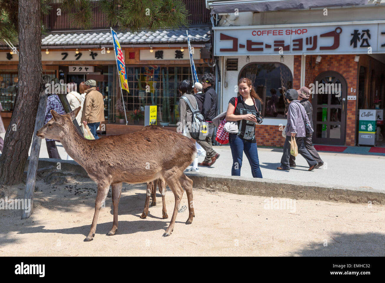 Touristen fotografieren frei zu Fuß Hirsche auf Straßen der Stadt. Die Insel Miyajima (Itsukushima), Japan Stockfoto
