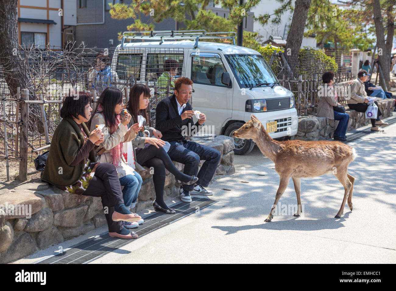 Japanische Touristen und die Heilige Hirsche sind auf dem Bürgersteig Stadt. Die Insel Miyajima (Itsukushima), Japan Stockfoto