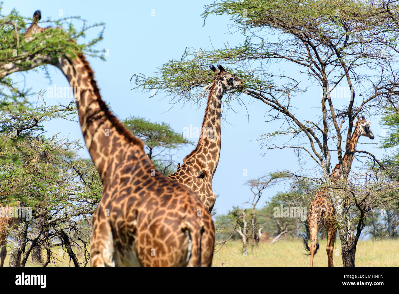 Giraffa Giraffe Giraffen Essen Akazie in Serengeti Nationalpark, Tansania, Afrika. Stockfoto