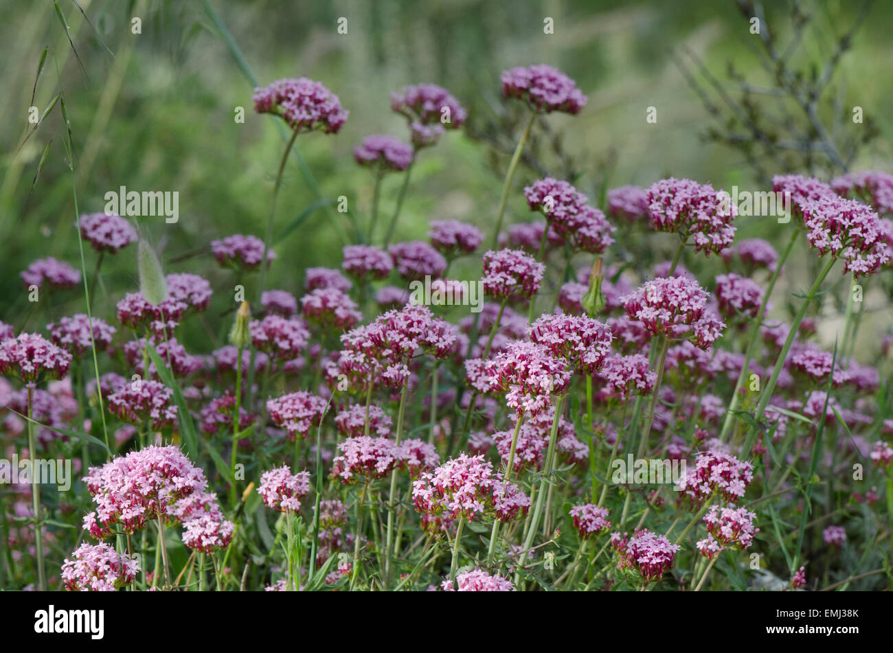 Schwarzer Knoblauch, breitblättrigen Lauch oder Laubbäume Knoblauch, Allium Nigrum, Andalusien, Spanien. Stockfoto