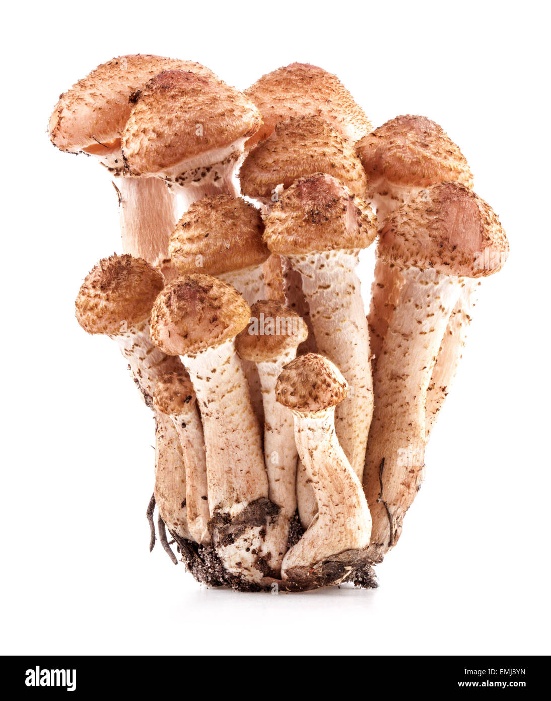 Pilze Honig Champignons (Armillaria Mellea) isoliert auf weißem Hintergrund, Nahaufnahme Stockfoto