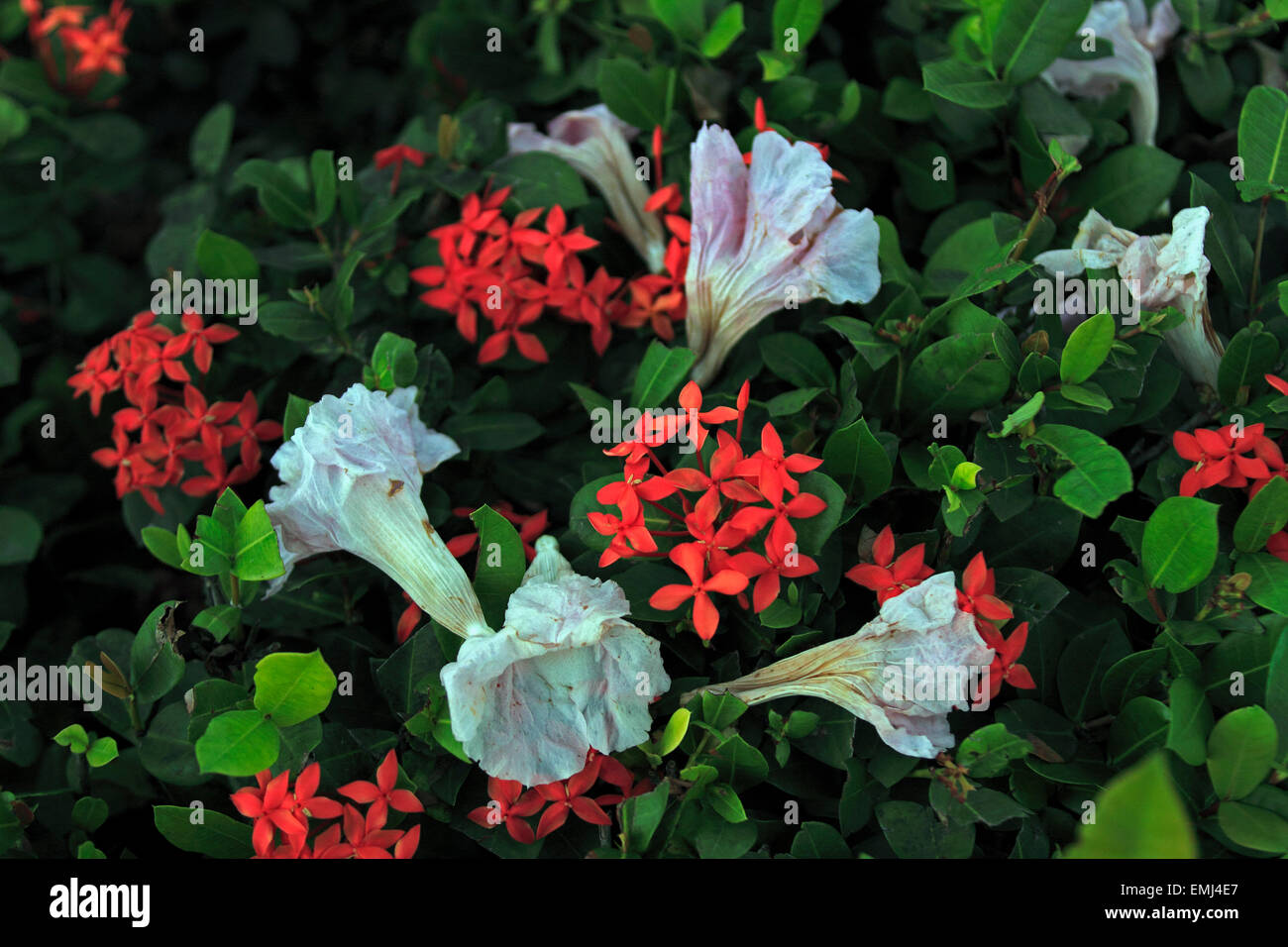 Blumen und verfallenden auf Hecke Cienfuegos Kuba Stockfoto