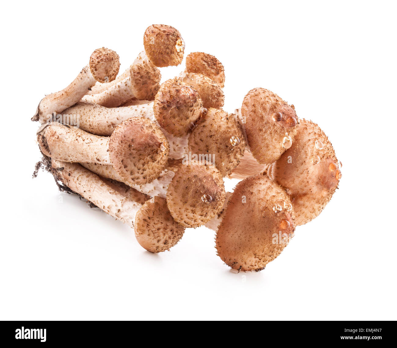 Pilze, Honig Agarics(Armillaria mellea) isoliert auf weißem Hintergrund, Nahaufnahme Stockfoto