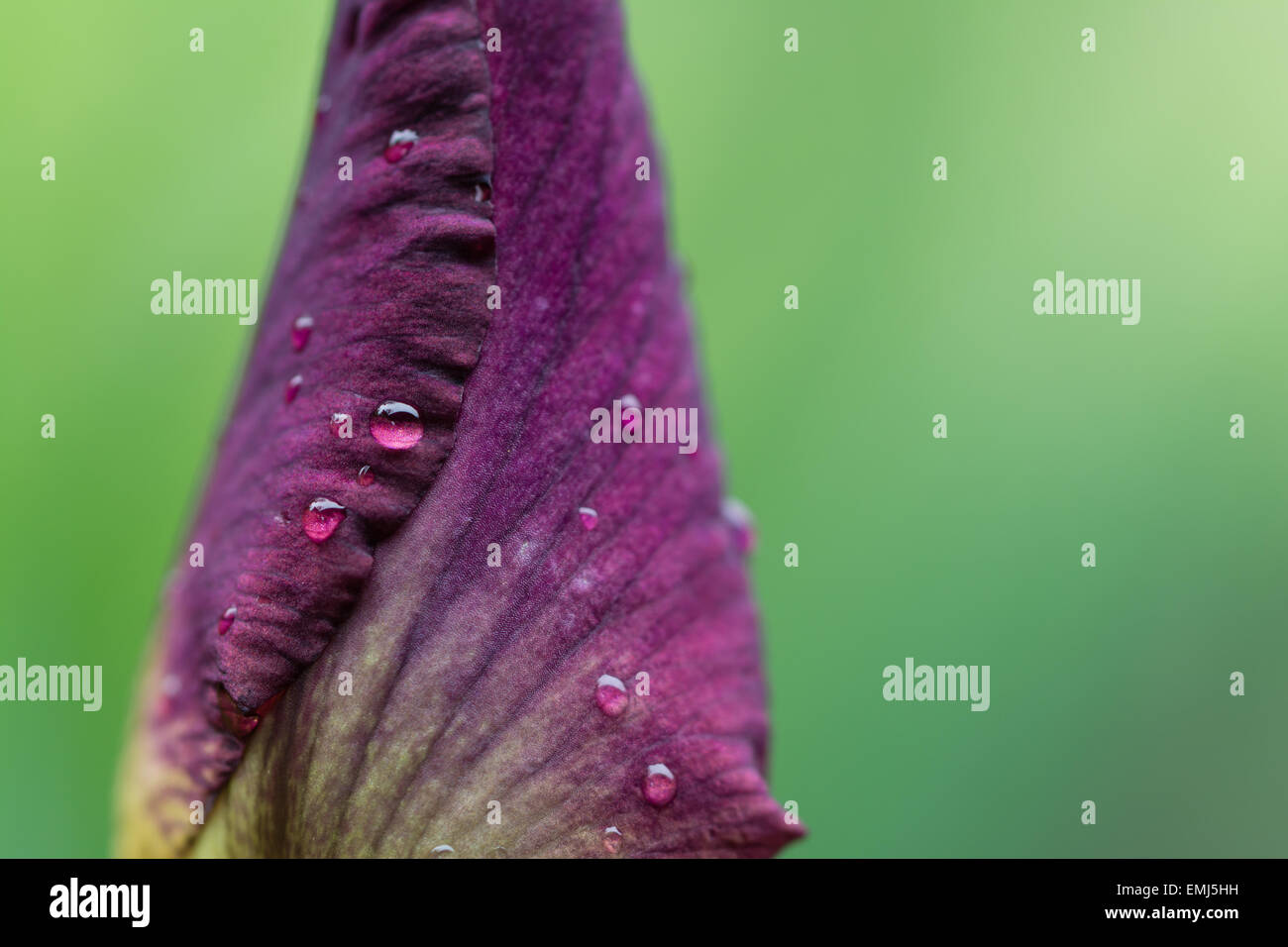 eine Nahaufnahme von etwas Wasser Tropfen auf ein Calamus-Blütenknospe Stockfoto