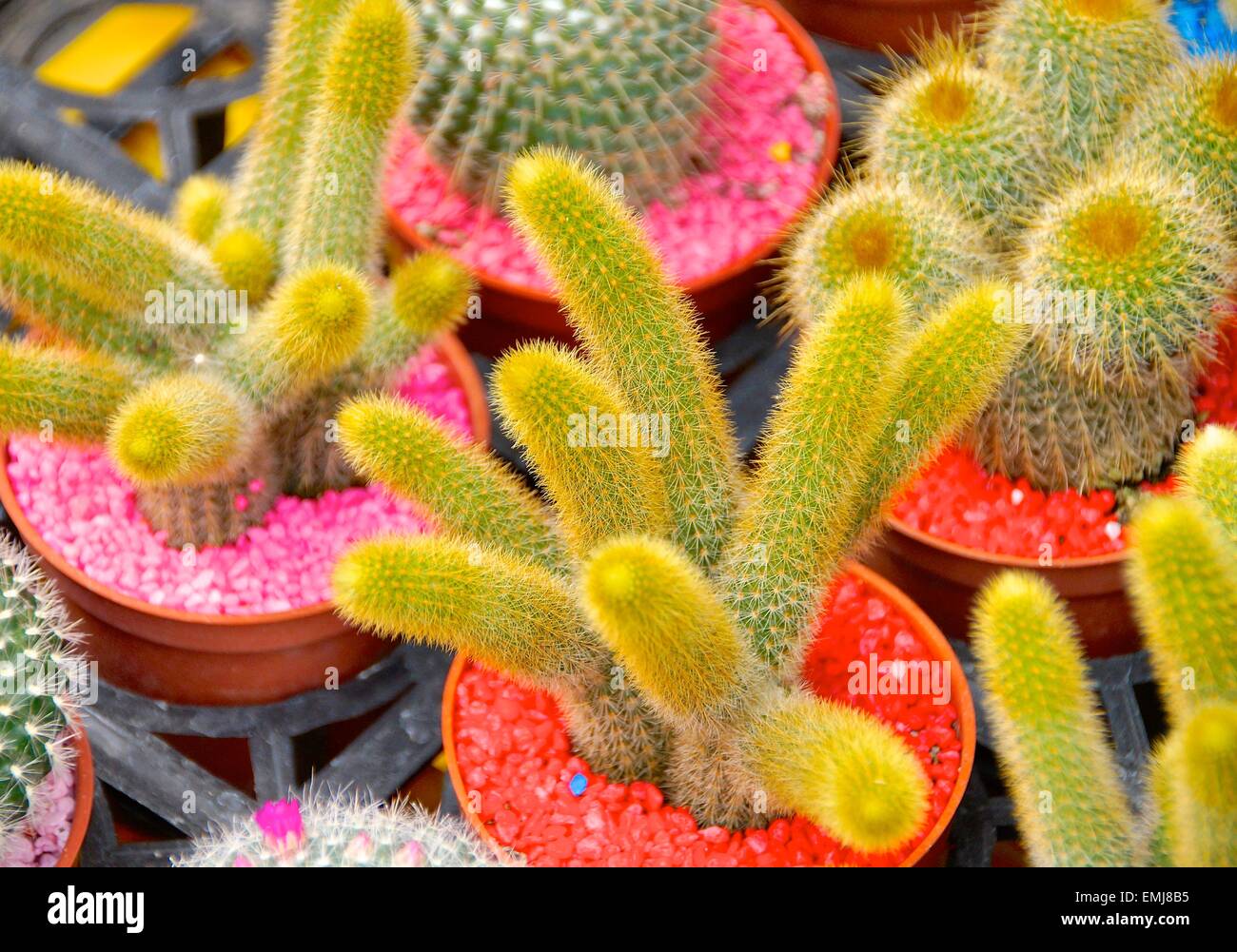 Yucca im topf Fotos und Bildmaterial in hoher Auflösung Alamy
