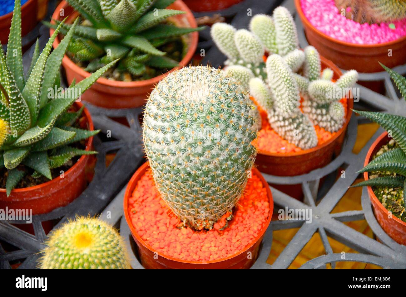 Topf mit unterschiedlichsten Kaktus in der Blumenmarkt Stockfoto