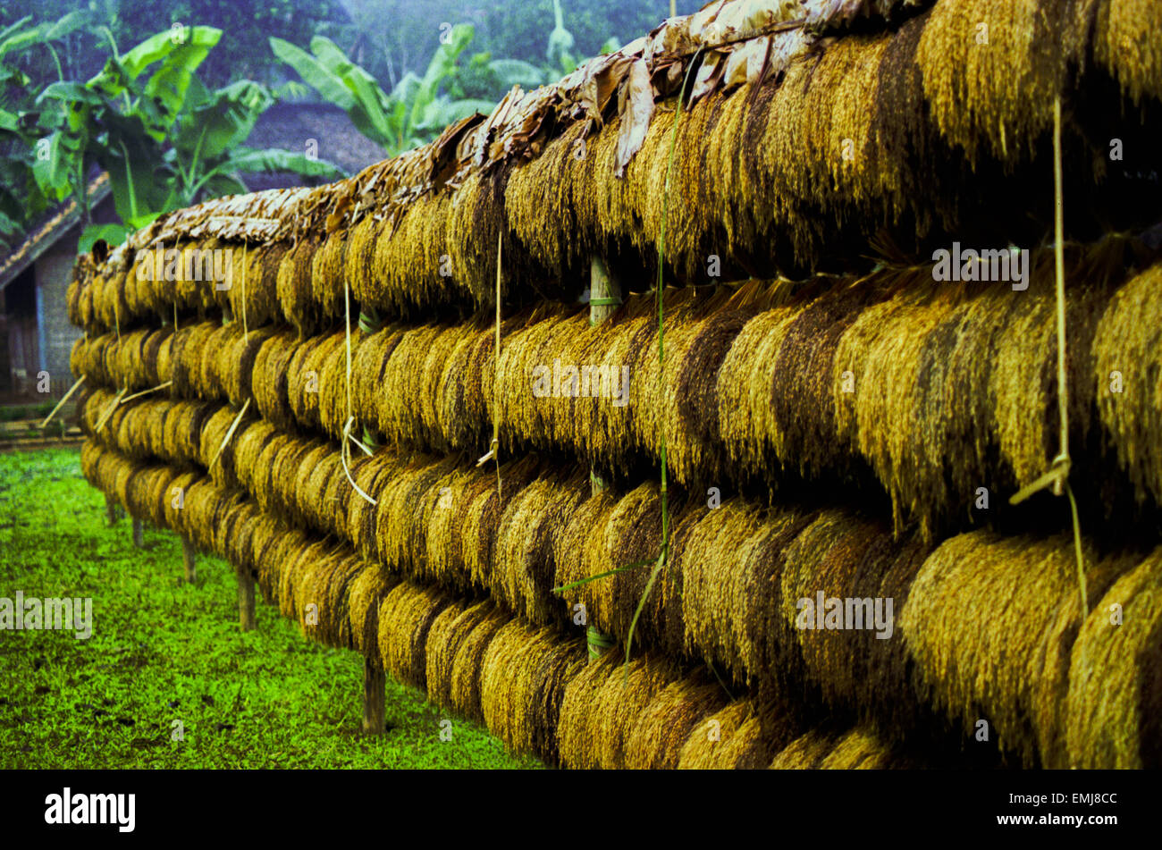Im traditionellen Dorf Ciptagelar, West-Java, Indonesien, werden während des jährlichen Erntedanksgiving Reistropfen ausgestellt. Stockfoto