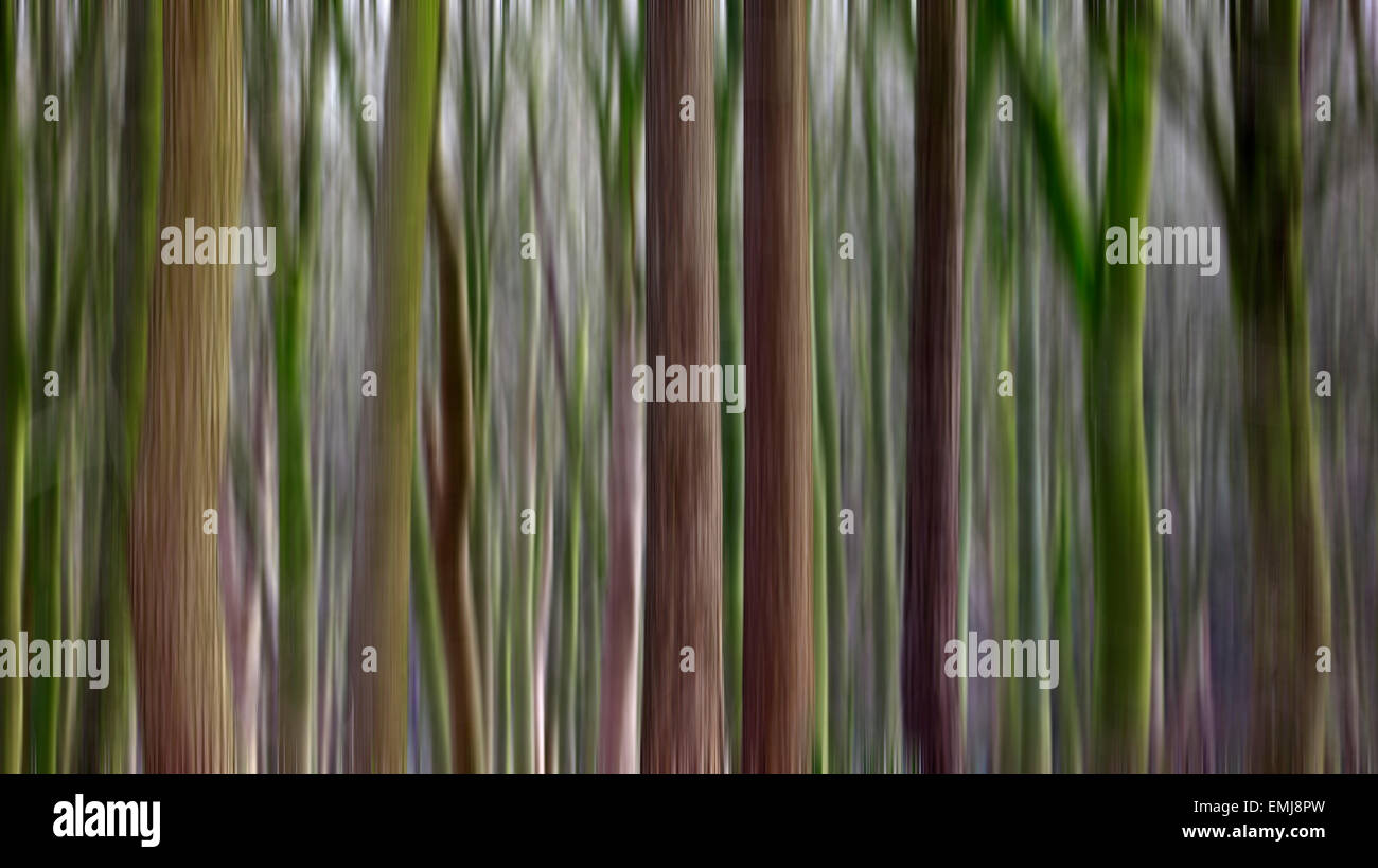 Baumstämme mit zusätzlichen Bewegungsunschärfe. Stockfoto