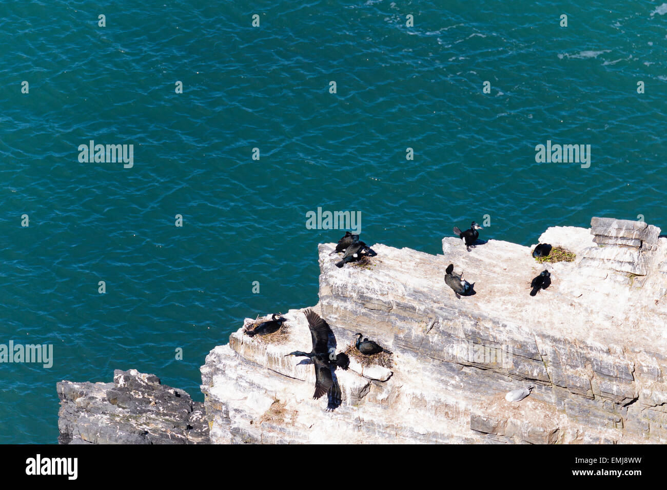 Eine Verschachtelung Kolonie von Kormoranen (Phalacrocorax Carbo) aus dem Küstenpfad Ceredigion Stockfoto