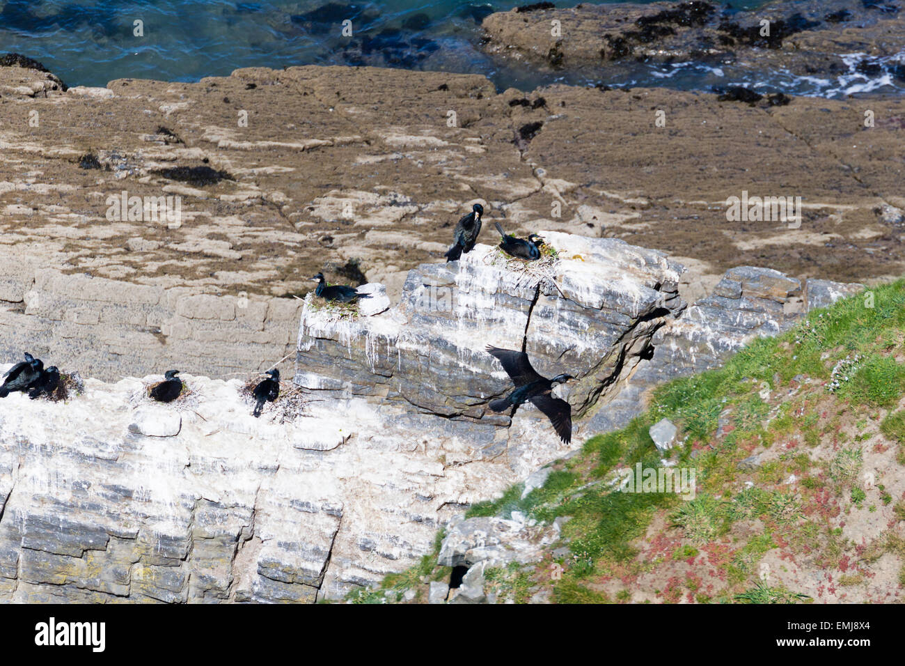 Eine Verschachtelung Kolonie von Kormoranen (Phalacrocorax Carbo) aus dem Küstenpfad Ceredigion Stockfoto