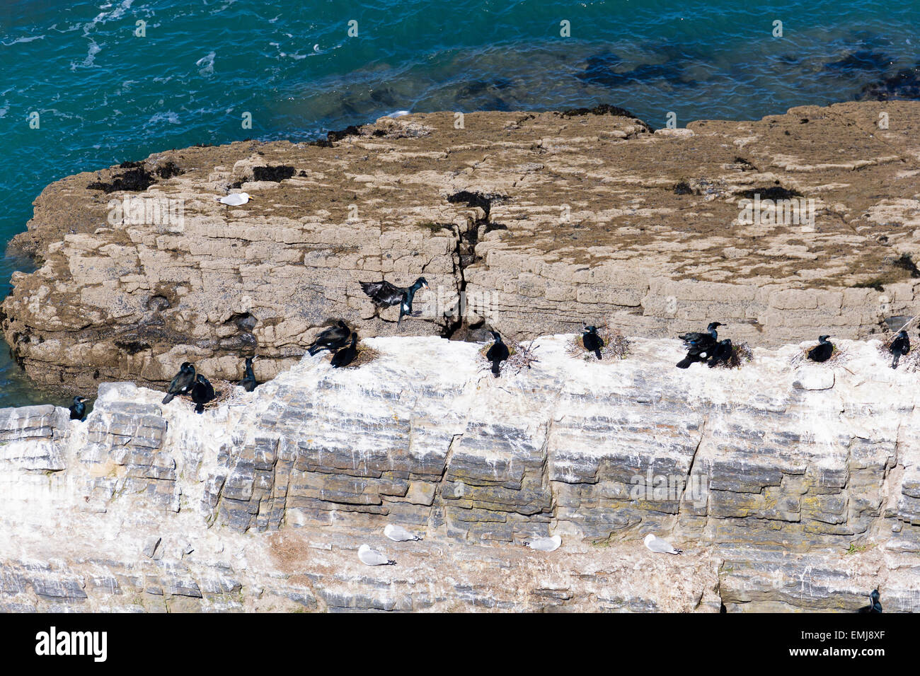 Eine Verschachtelung Kolonie von Kormoranen (Phalacrocorax Carbo) aus dem Küstenpfad Ceredigion Stockfoto