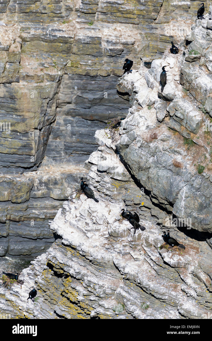 Eine Verschachtelung Kolonie von Kormoranen (Phalacrocorax Carbo) aus dem Küstenpfad Ceredigion Stockfoto