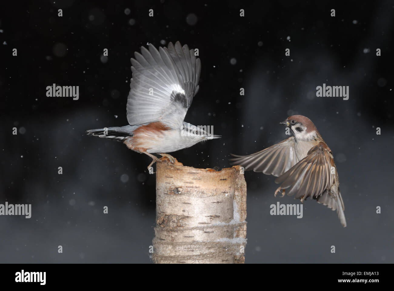 Kleiber und Tree Sparrow Schlacht in der Nähe von der Winter-feeder Stockfoto