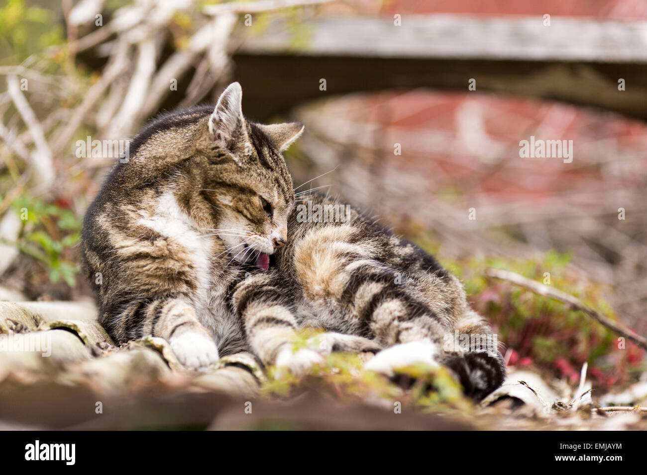 Eine Katze leckt sich sauber Stockfoto