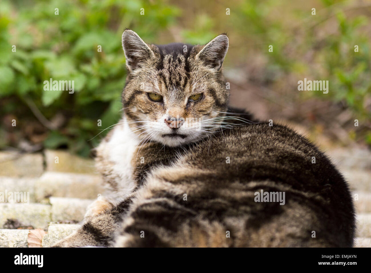 Eine stimmungsvolle aussehende Katze starrt auf die Kamera Stockfoto