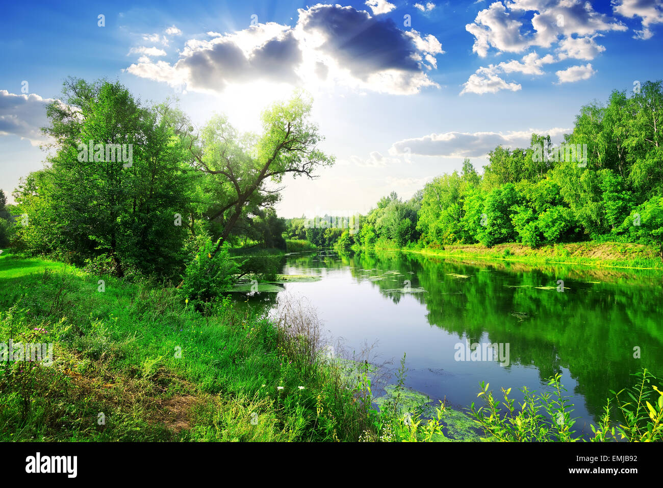 Grünen Wald am Fluss am sonnigen Sommertag Stockfoto