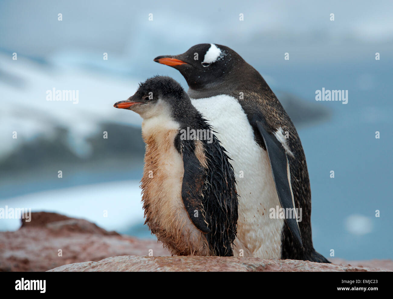 Erwachsenen Gentoo Penguin mit Küken Peterman Insel antarktischen Halbinsel Antarktis Stockfoto