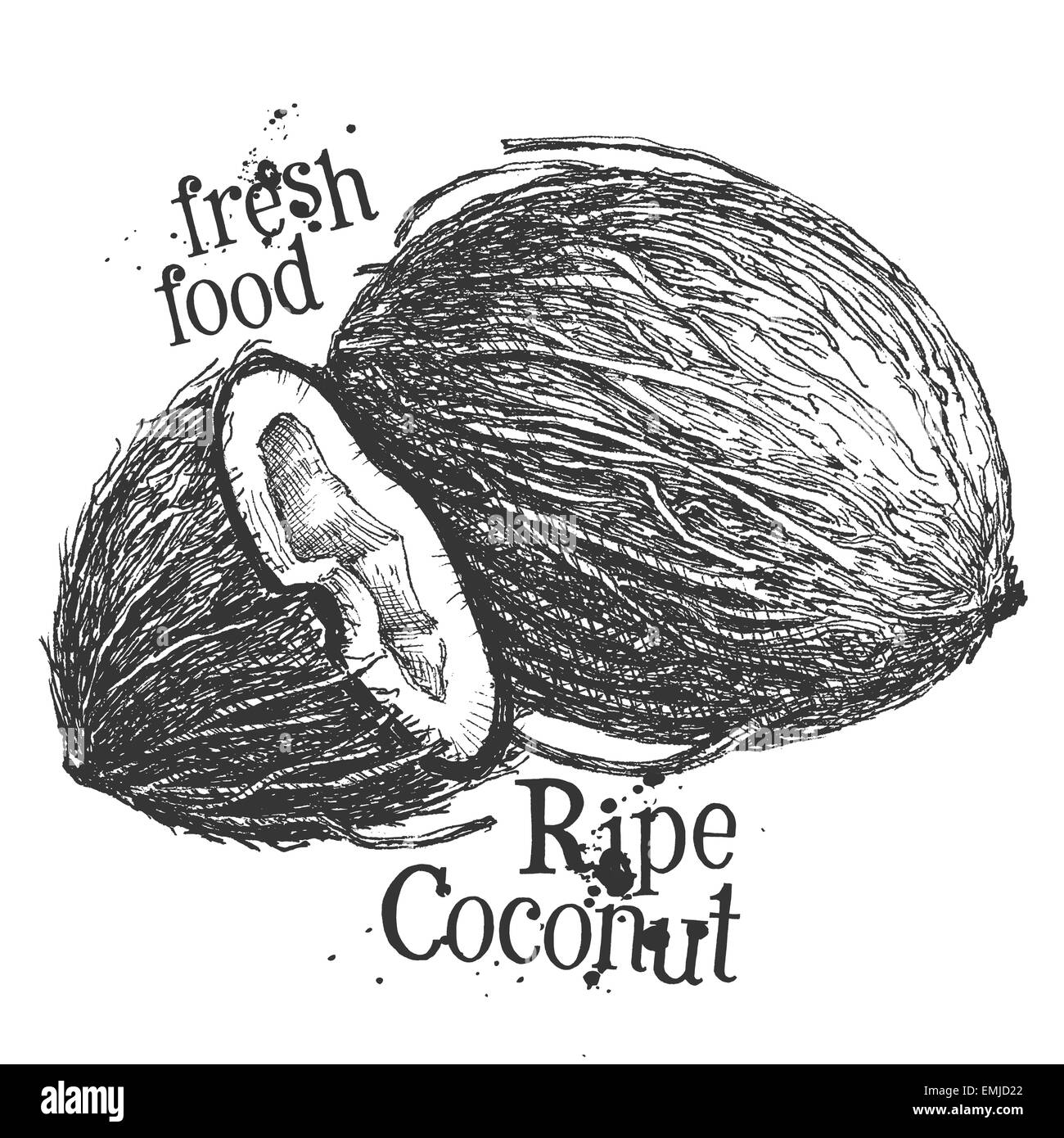 Kokosnuss auf weißem Hintergrund. Skizze Stockfoto