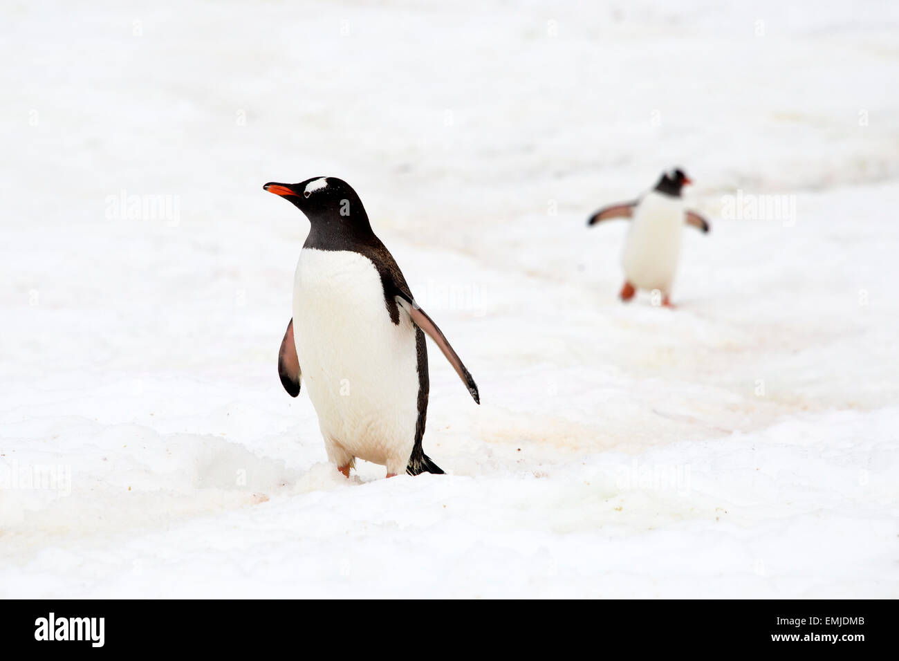 Gentoo-Pinguine, die Rückkehr aus dem Meer zu Fuß hinauf Pinguin verfolgen Peterman Island antarktischen Halbinsel Antarktis Stockfoto