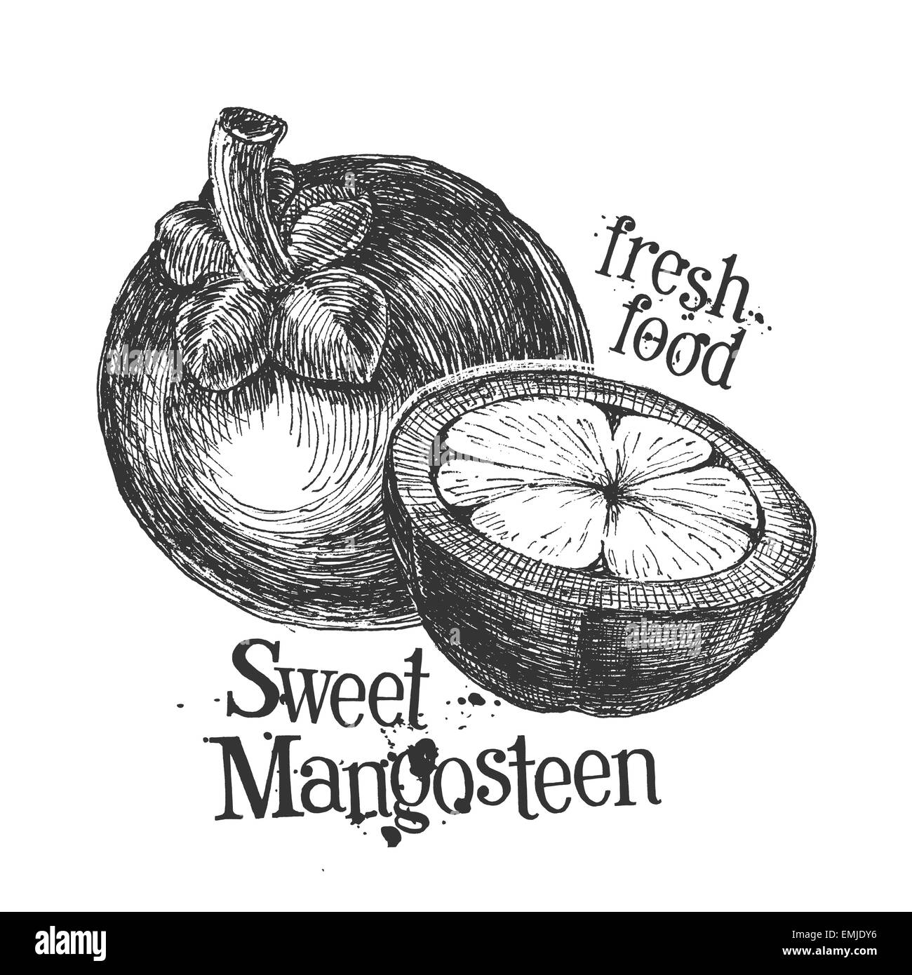 Mangostan-Frucht auf weißem Hintergrund. Skizze Stockfoto