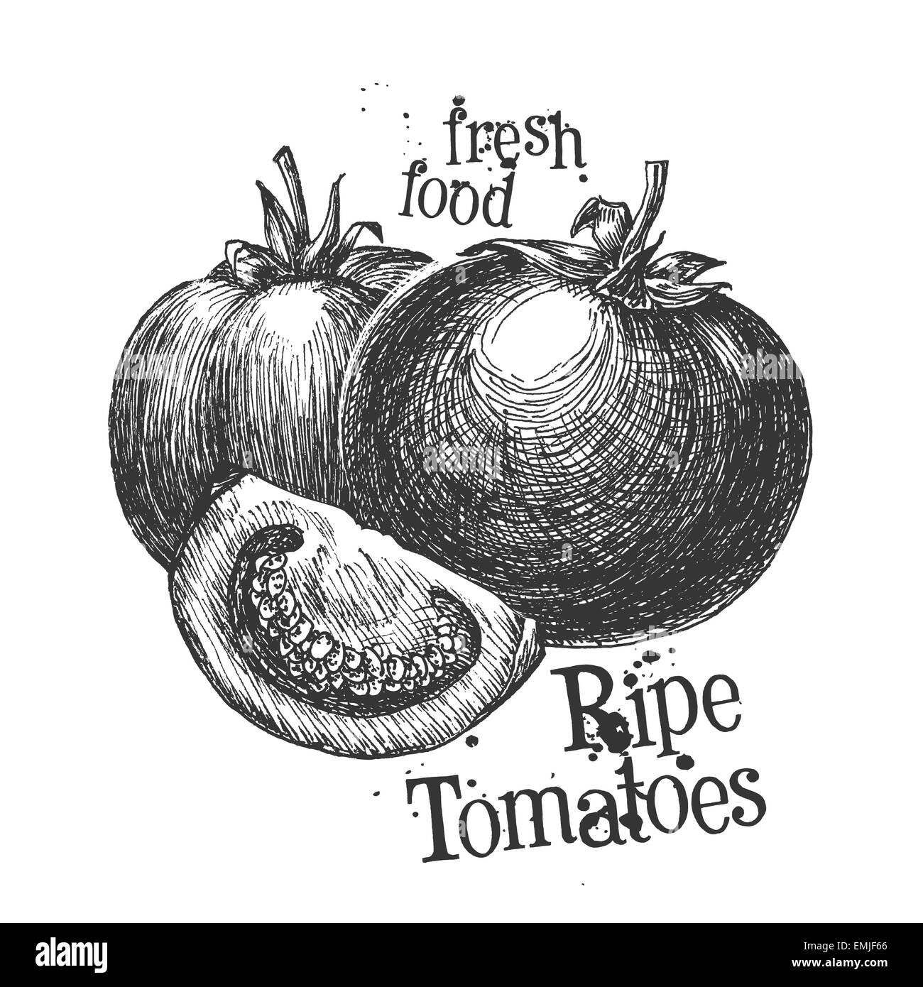 Tomaten auf einem weißen Hintergrund. Skizze Stockfoto