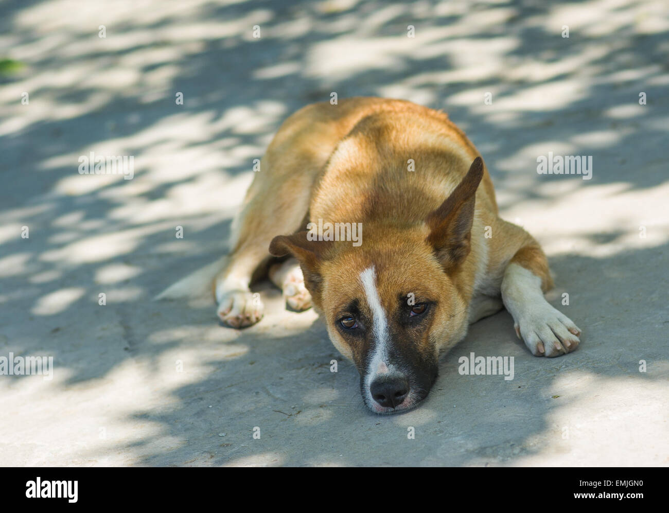 Krim-Hund in der Siesta-Zeit. Stockfoto