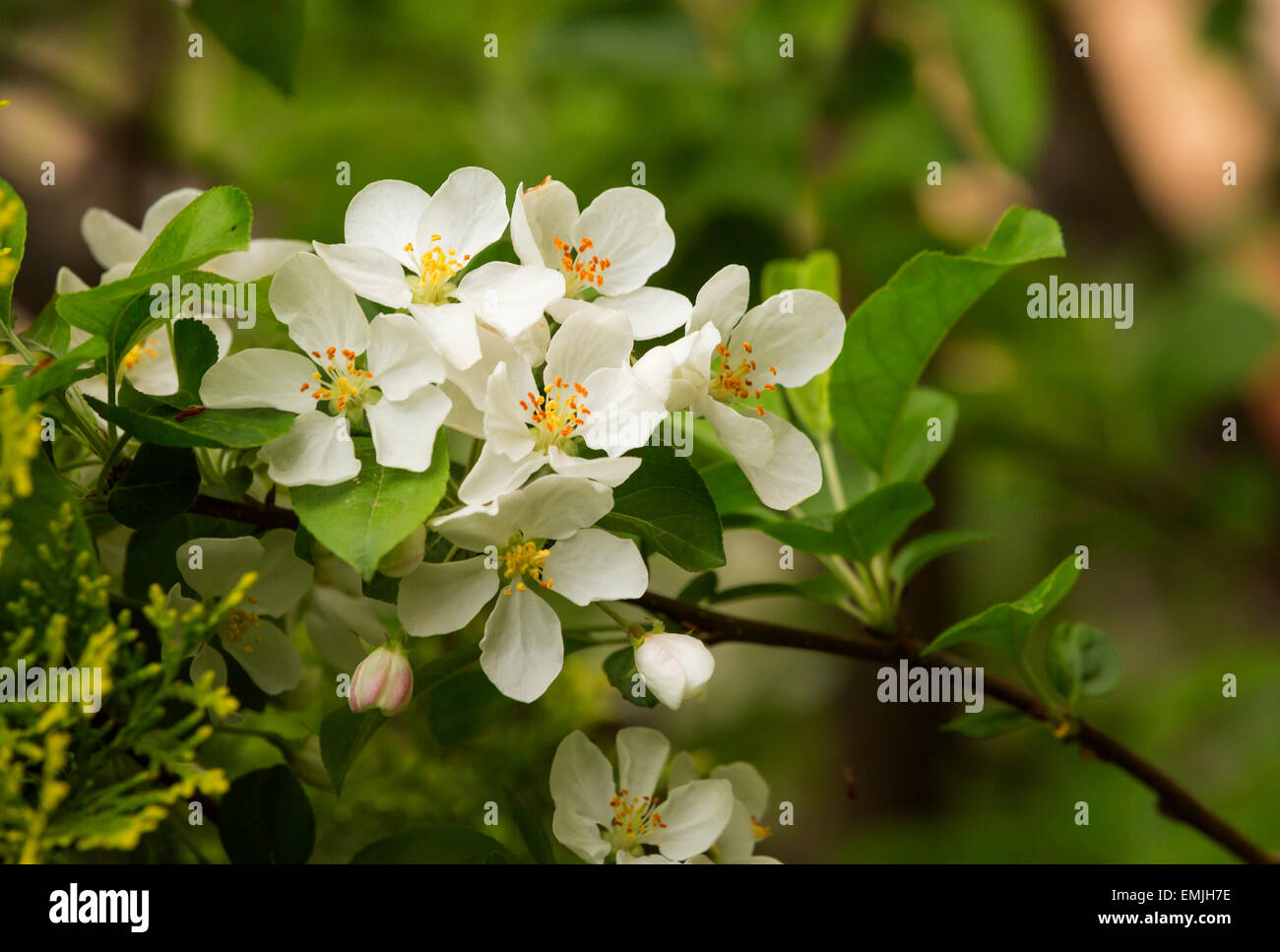 Ein blühender Zweig der Apfelbaum im Frühjahr Stockfoto