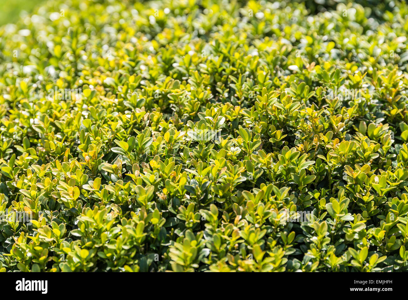 Frische Bush verlässt Textur Hintergrundmuster Stockfoto