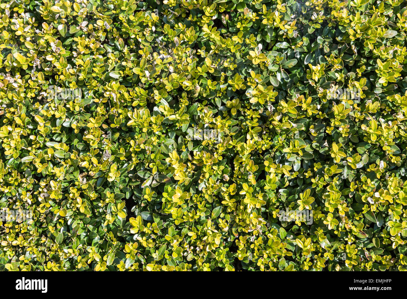 Frische Bush verlässt Textur Hintergrundmuster Stockfoto