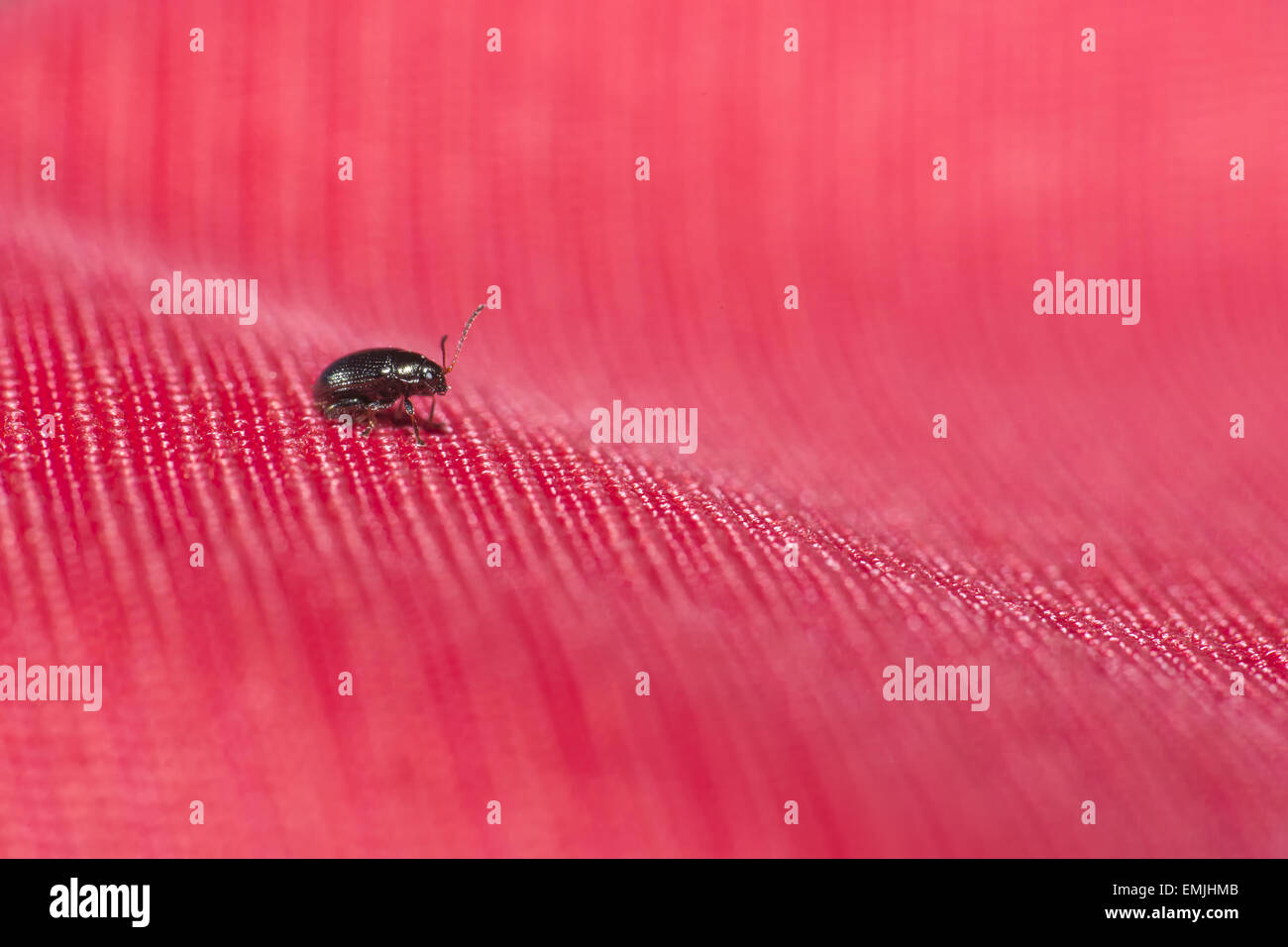 Small Black Beetle Fotos Und Bildmaterial In Hoher Aufl sung Alamy small-black-beetle-fotos-und-bildmaterial-in-hoher-aufl-sung-alamy