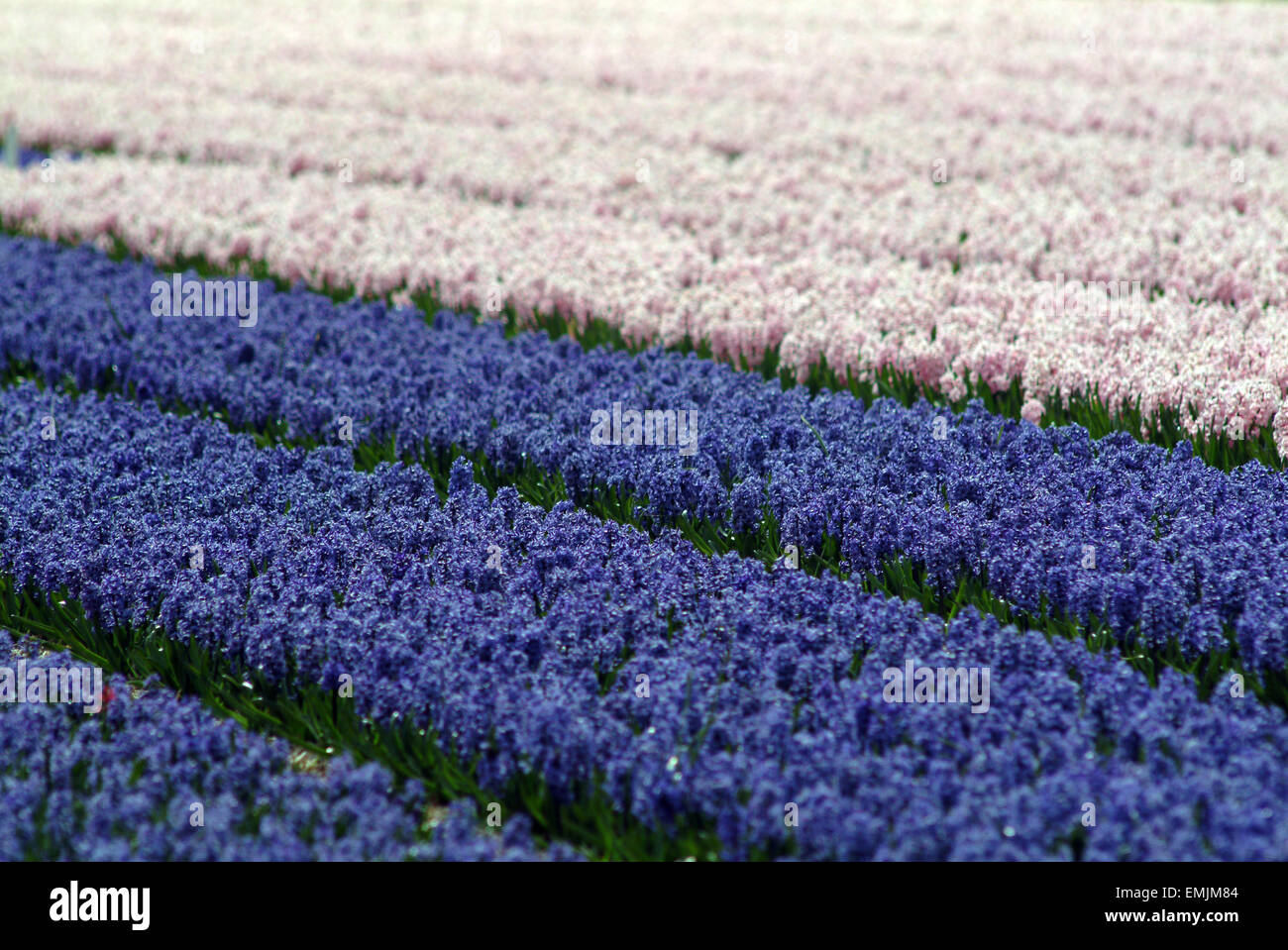 Blaue und rosa Hyazinthe (Hyacinthus Orientalis) Stockfoto
