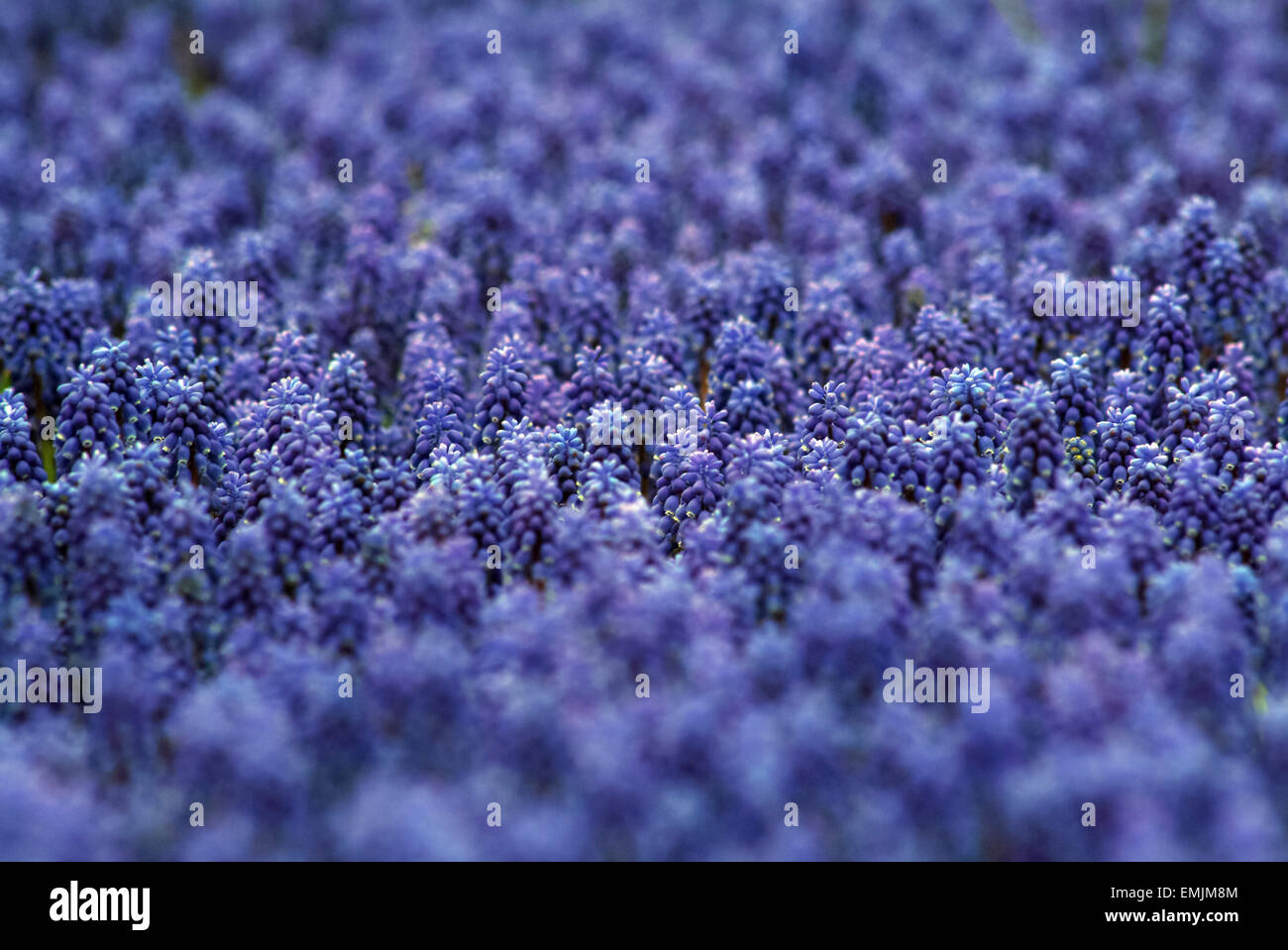 Blaue Hyazinthe (Hyacinthus Orientalis) Stockfoto