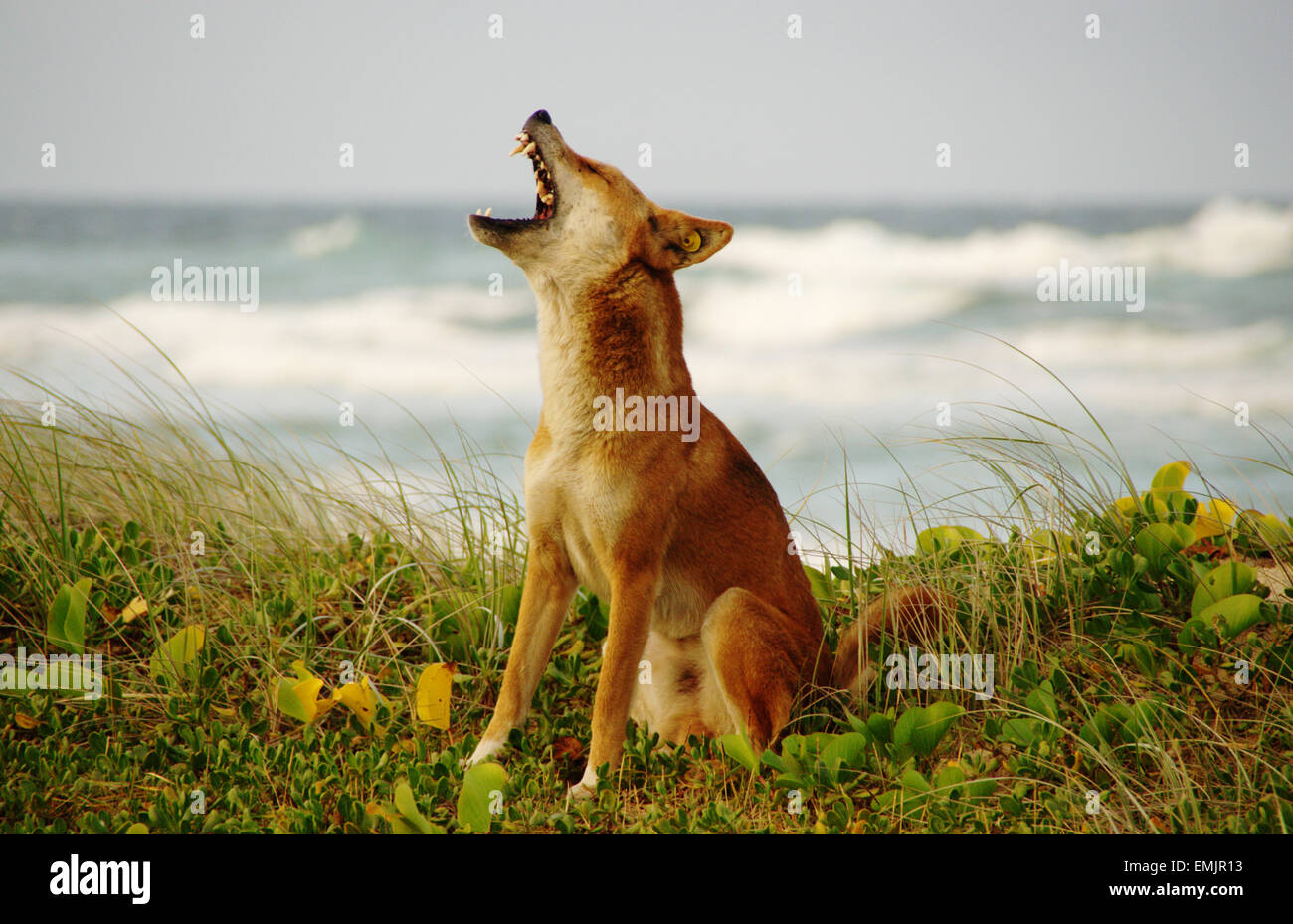 Eine müde Dingos auf Fraser Island Stockfoto
