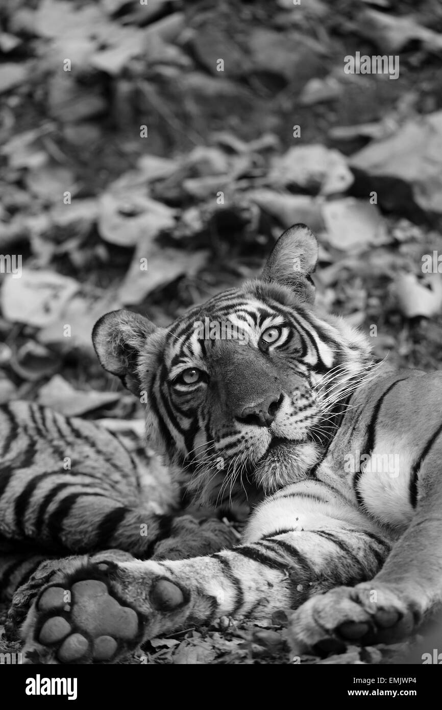 Royal Bengal Tiger Porträt im Ranthambhore National Park Stockfoto