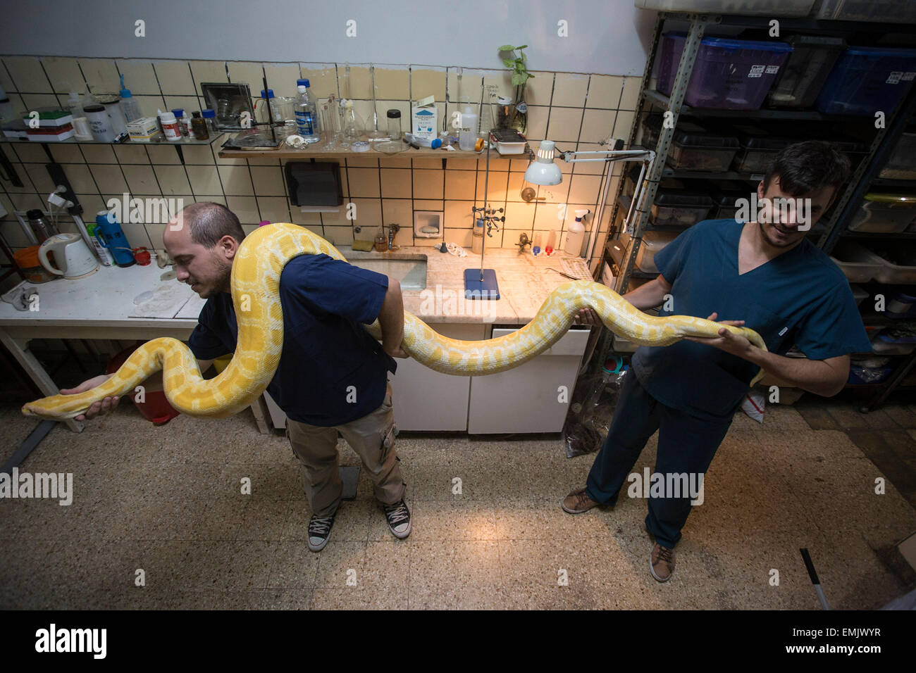 Buenos Aires, Argentinien. 21. April 2015. Biologen im Bereich Tiere giftige Gegenmittel Production Department des Malbran Institute halten einem burmesischen Python in Buenos Aires, Argentinien, 21. April 2015. Die Abteilung ist verantwortlich für Herstellung Gegenmittel mit Giftes extrahiert von Schlangen, Spinnen und Skorpione. © Martin Zabala/Xinhua/Alamy Live-Nachrichten Stockfoto