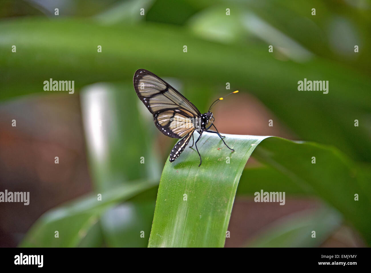 Nahaufnahme eines Clearing-Schmetterlings auf einer tropischen Pflanze Blatt. Stockfoto