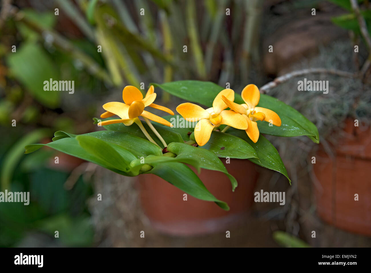 Orange Orchidee blüht in tropischen Garten. Stockfoto
