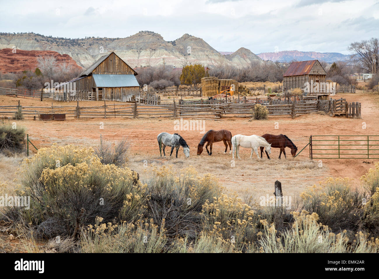 Bauernhof mit vier Pferden im Südwesten von Utah Stockfoto