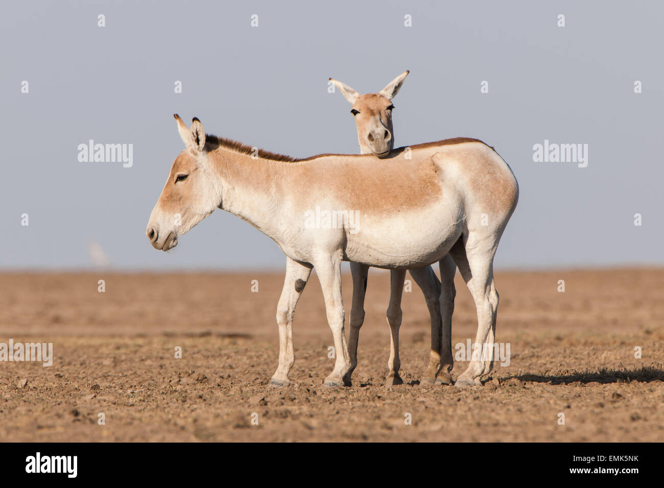 Onager oder asiatische wilde Esel (Equus Hemionus), gefährdete Arten, in der glühenden Hitze eine Salzpfanne, wenig Rann Of Kutch Stockfoto