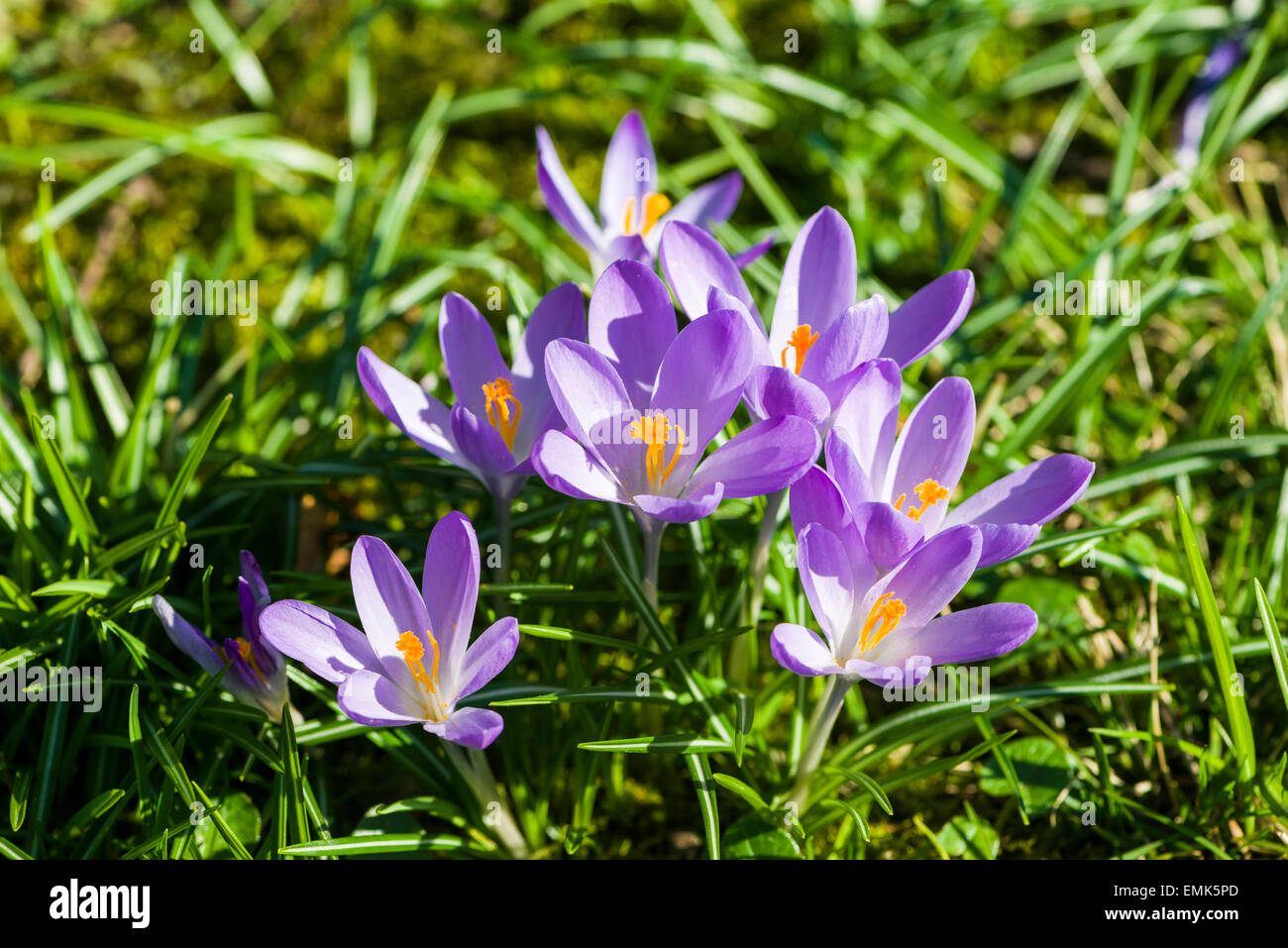 Lila Krokusse (Crocus Tommasinianus) blühen in einer Wiese, Deutschland Stockfoto